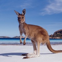 kangaroo